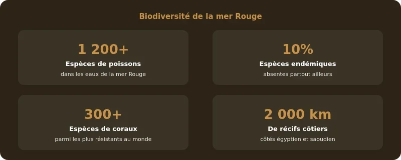 Infographie mer rouge