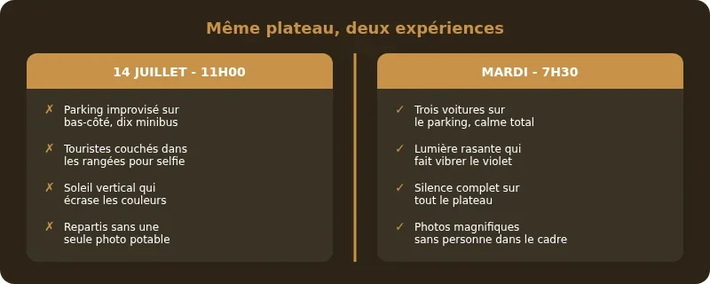 Infographie champs de lavandes