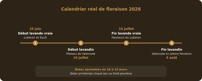 Infographie champs de lavandes